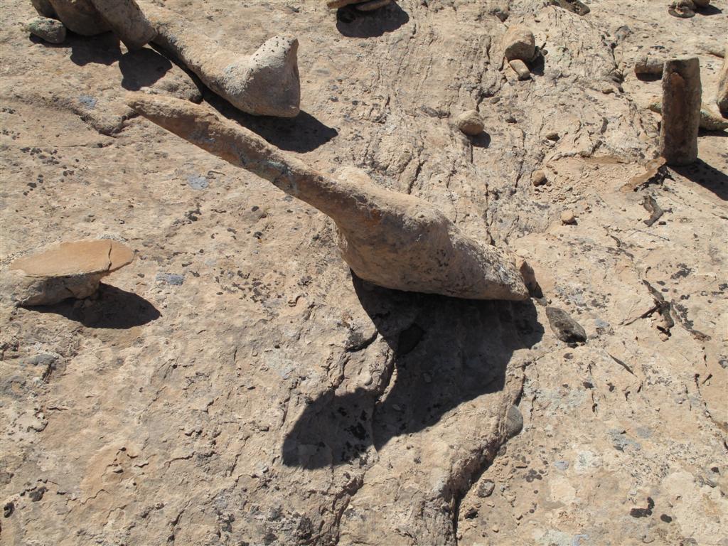 IMG_5584 (Large).JPG IMG_5584 (Large).JPG